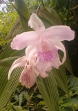 Imagen Flora
