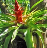 Imagen Flora