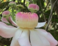 Imagen Flora