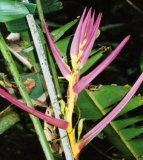 Imagen Flora