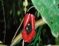 Imagen Flora