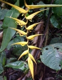 Imagen Flora