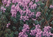 Imagen Flora