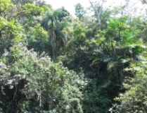 Imagen Flora