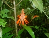 Imagen Flora