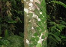 Imagen Flora
