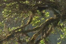 Imagen Flora