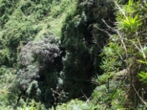 Imagen Flora