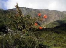 Imagen Flora