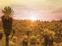 Imagen Frailejones