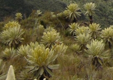 Imagen Frailejones