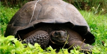Las Islas Galápagos son una fuente inagotable de nuevas especies