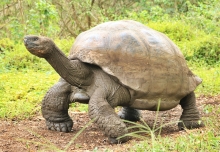 Imagen Galápagos