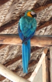 Imagen Guacamayo