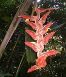 Imagen Heliconia