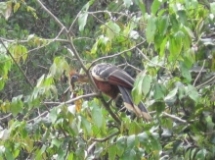 Imagen Hoatzin