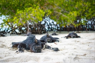 Imagen Iguanas marinas de Galápagos