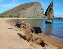 Lobo marino en Galápagos