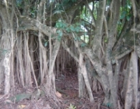 Imagen Manglar