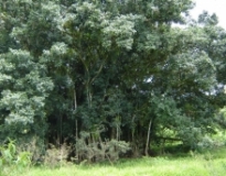 Imagen Manglar