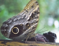 Imagen Mariposa