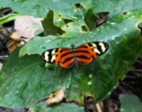 Imagen Mariposa