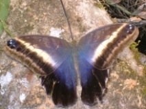 Imagen Mariposa