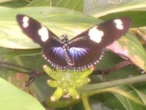 Imagen Mariposa