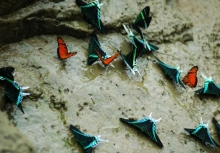 Imagen Mariposas