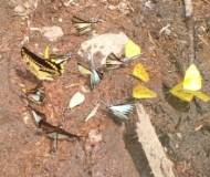 Imagen Mariposas