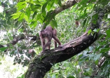 Imagen Trepando arboles