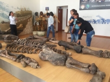Museo Paleontológico Megaterio promueve el turismo arqueológico