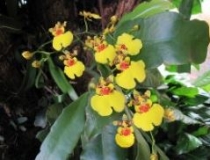 Imagen Orquídea