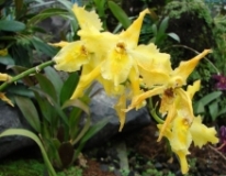 Imagen Orquídea
