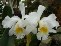 Imagen Orquídea