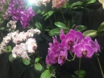 Guayaquil enamora al mundo con exhibición de orquídeas
