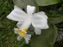 Imagen Orquídea