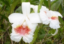 Imagen Orquídea