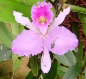 Imagen Orquídeas