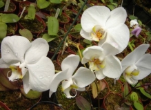 Imagen Orquídeas
