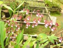 Imagen Orquídeas