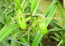 Imagen Orquídeas