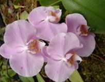 Imagen Orquídeas