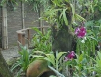 Imagen Orquídeas