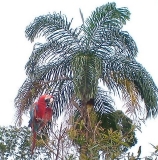 Imagen Papagallo