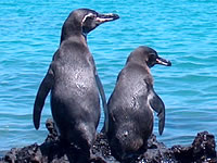 Imagen Pinguinos