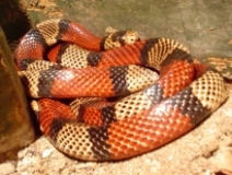 Imagen Serpiente