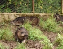 Imagen Tapir