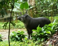 Imagen Tapir