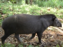 Imagen Tapir